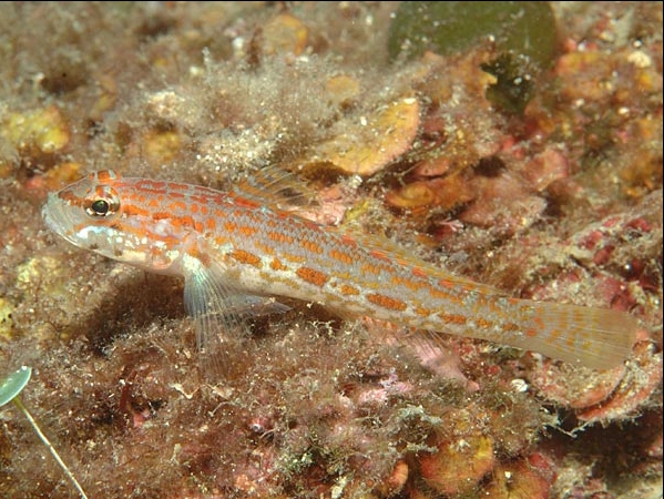 Gobius kolombatovici (Ghiozzo a punti arancio)